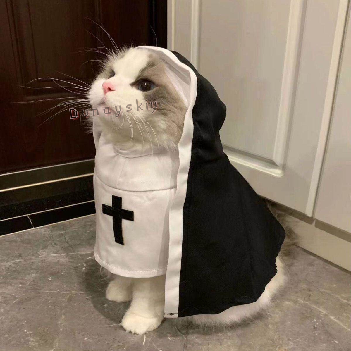 زي تنكري للحيوانات الأليفة (ال - مراجعة Anime Cosplay Nun وسعره