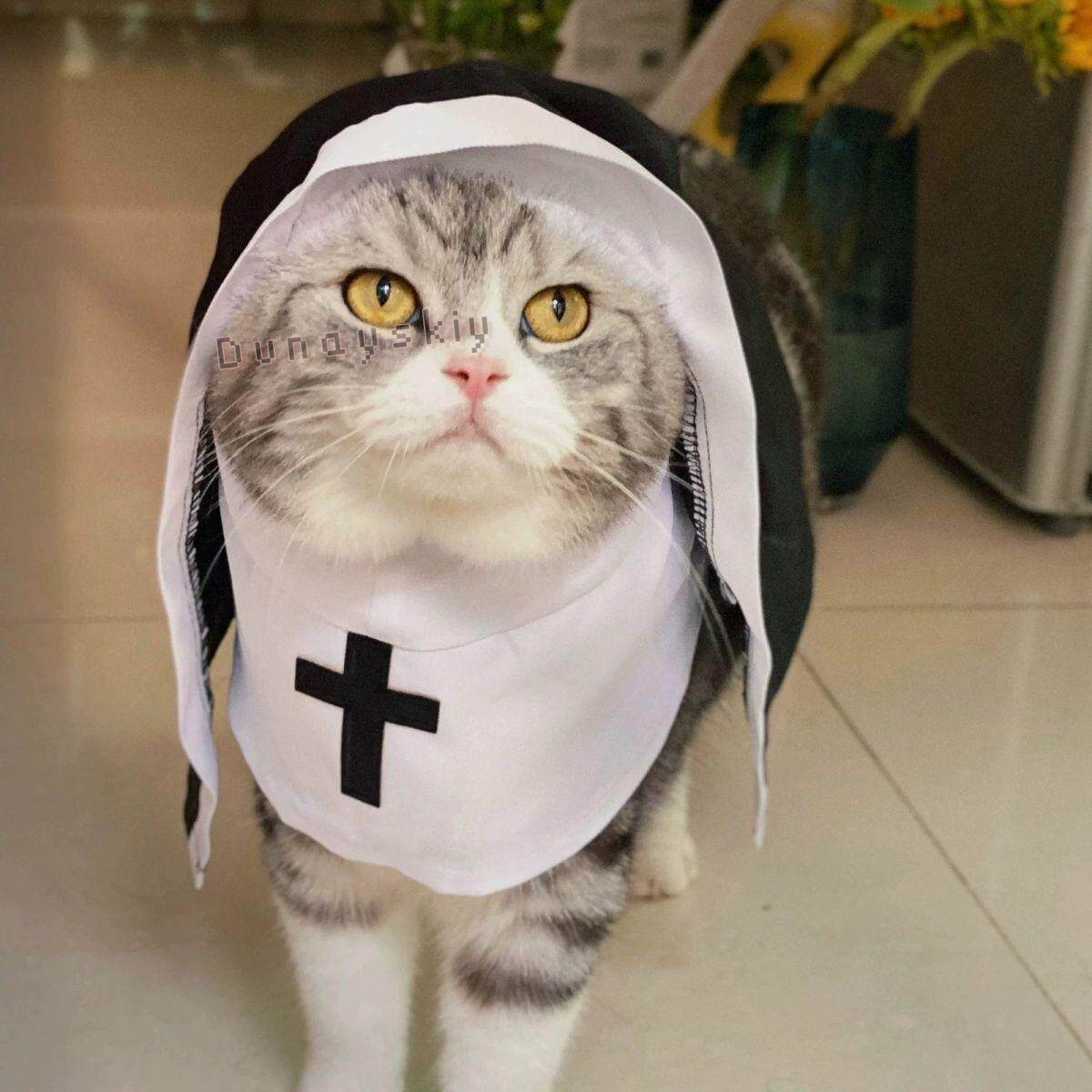 زي تنكري للحيوانات الأليفة (ال - مراجعة Anime Cosplay Nun وسعره